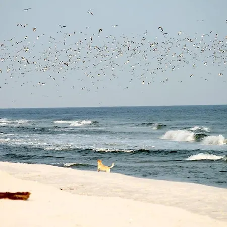 White Pearl 3.11 تيميندورفير ستراند